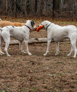 Nauset Canine Club $50 Gift Card - Image 4