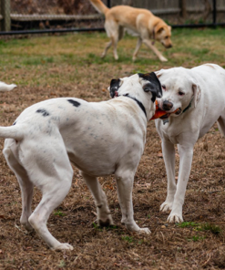Nauset Canine Club $50 Gift Card - Image 3